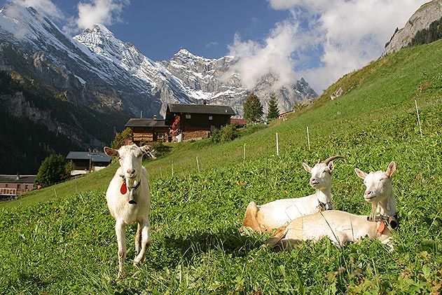 Goats in Gimmelwald Switzerland