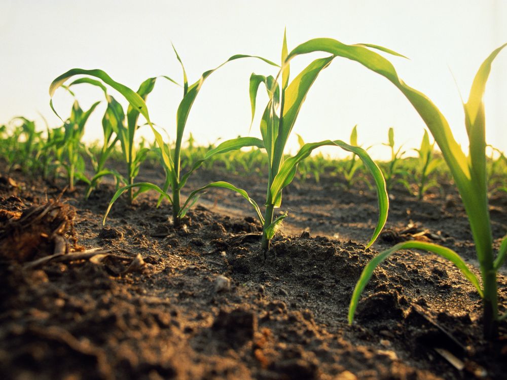 young corn plants growing in rows in soil
