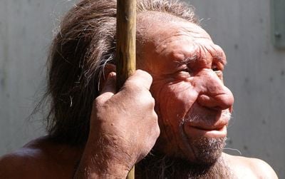 A reconstruction of a Neanderthal, which was named after Germany’s Neander Valley