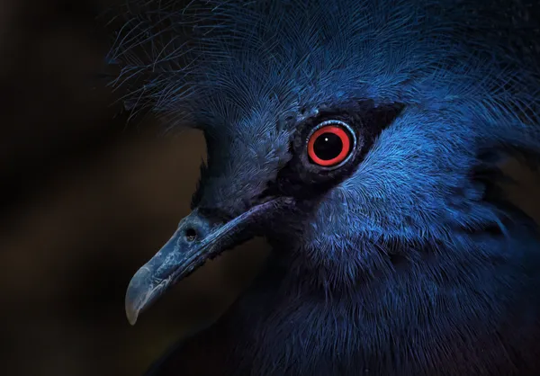 Victoria Crowned Pigeon thumbnail