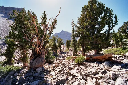 The Prometheus tree once stood in this grove on a mountain in Nevada.