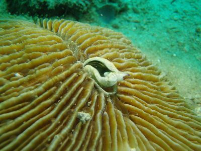 Researchers witnessed this coral slowly slurp up a sea slug back in December of 2014. 