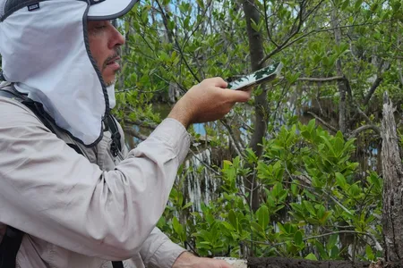 Andre Rovai measures mangrove growth in forest