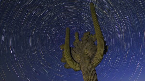 Star Trails Around Polaris, Above a Crested Saguaro thumbnail