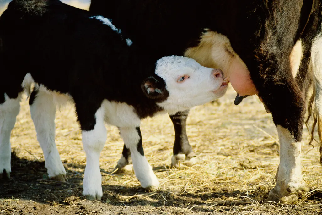 cow