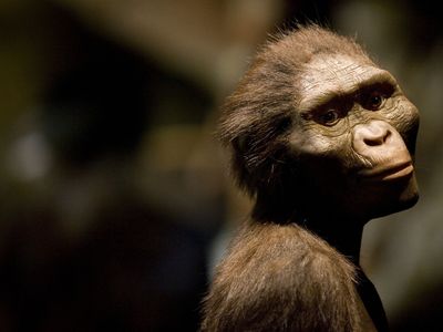A sculptor&#39;s rendering of &quot;Lucy,&quot;&nbsp;Australopithecus afarensis, at the Houston Museum of Natural Science on August 28, 2007.