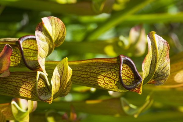 Pitcher Plant, Sarracenia jonseii thumbnail