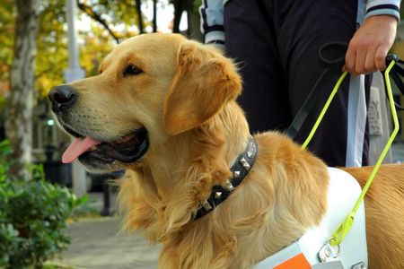 Using stiff collars to help a guide dog user communicate with their dog has been around since the 1800s.