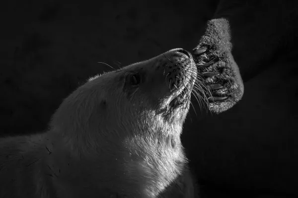 A grey seal pup gazing at its mother thumbnail