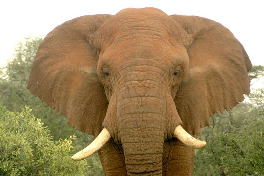 elephant