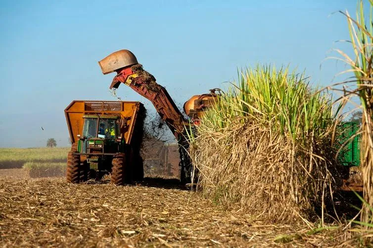 Harvesting sugarcane in Brazil