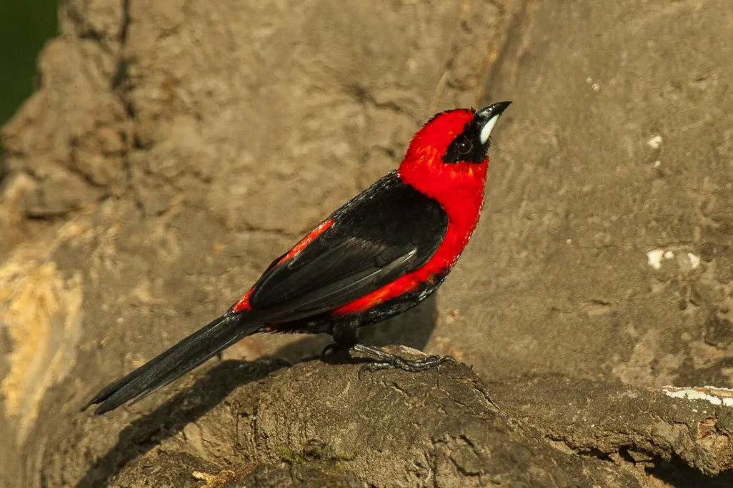 masked crimson tanager