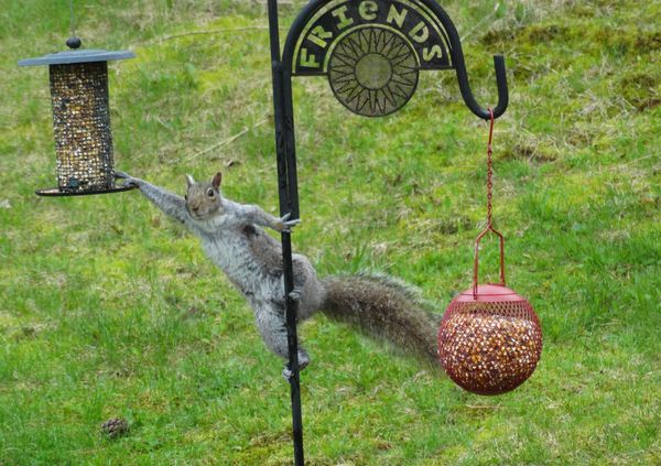 They won't mind if I share ~ acrobatic squirrel helping himself to some bird food.  After all, it says "Friends"...  thumbnail
