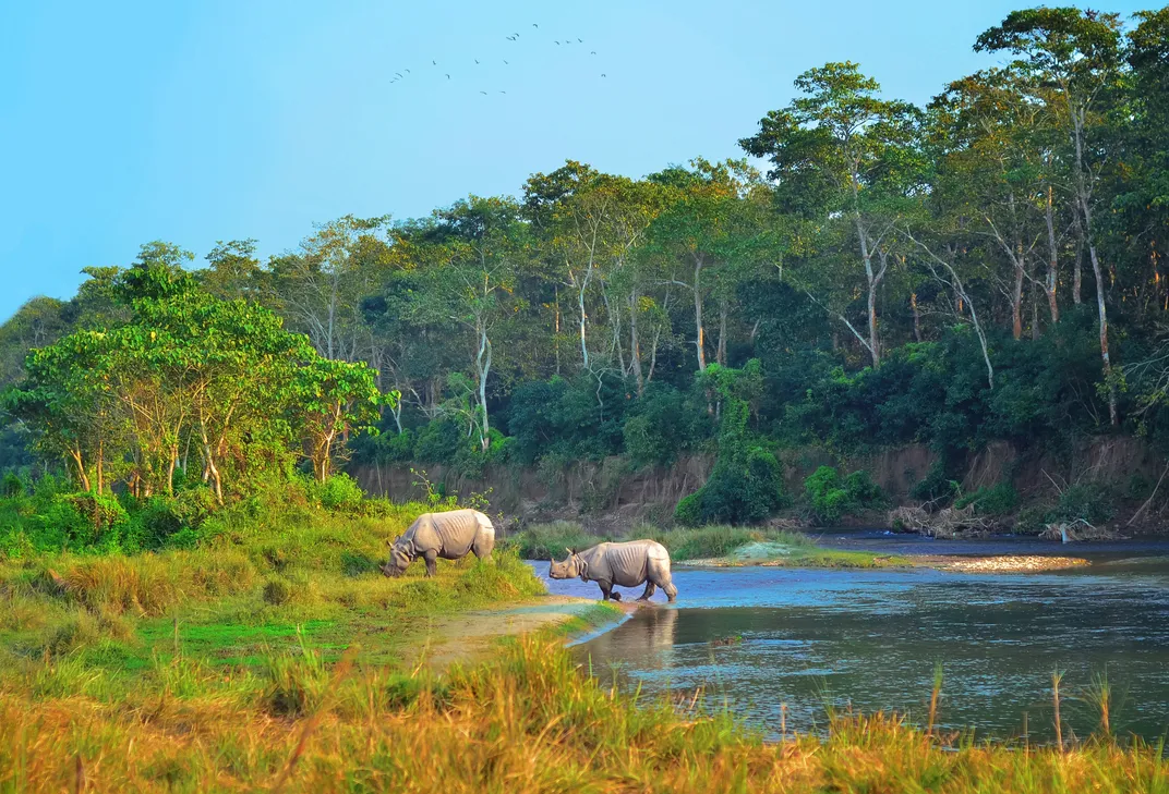 One-horned rhinos in Chitwan National Park, Nepal