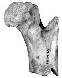 20110520083131unknown-dinosaur-femur.jpg