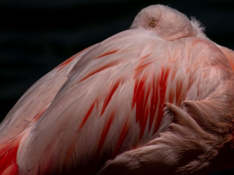 Ruffled Feathers Smithsonian Photo Contest Smithsonian Magazine