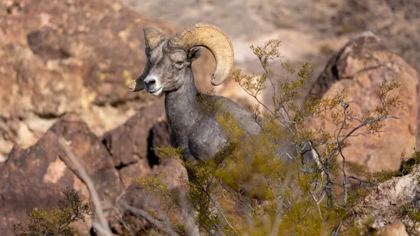 Desert Bighorn Sheep at Sunrise thumbnail