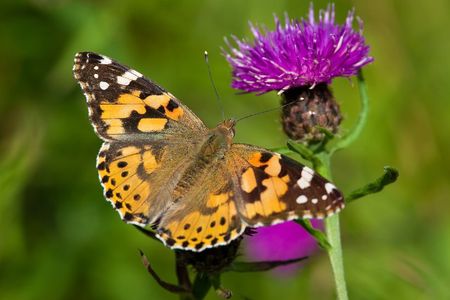 A painted lady butterfly, Vanessa cardui, one of thousands of insect species that migrate over southern England