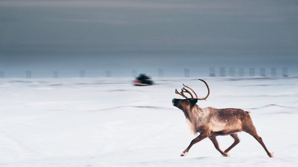 A reindeer is separated from the herd as they get culled on Nunivak Island thumbnail