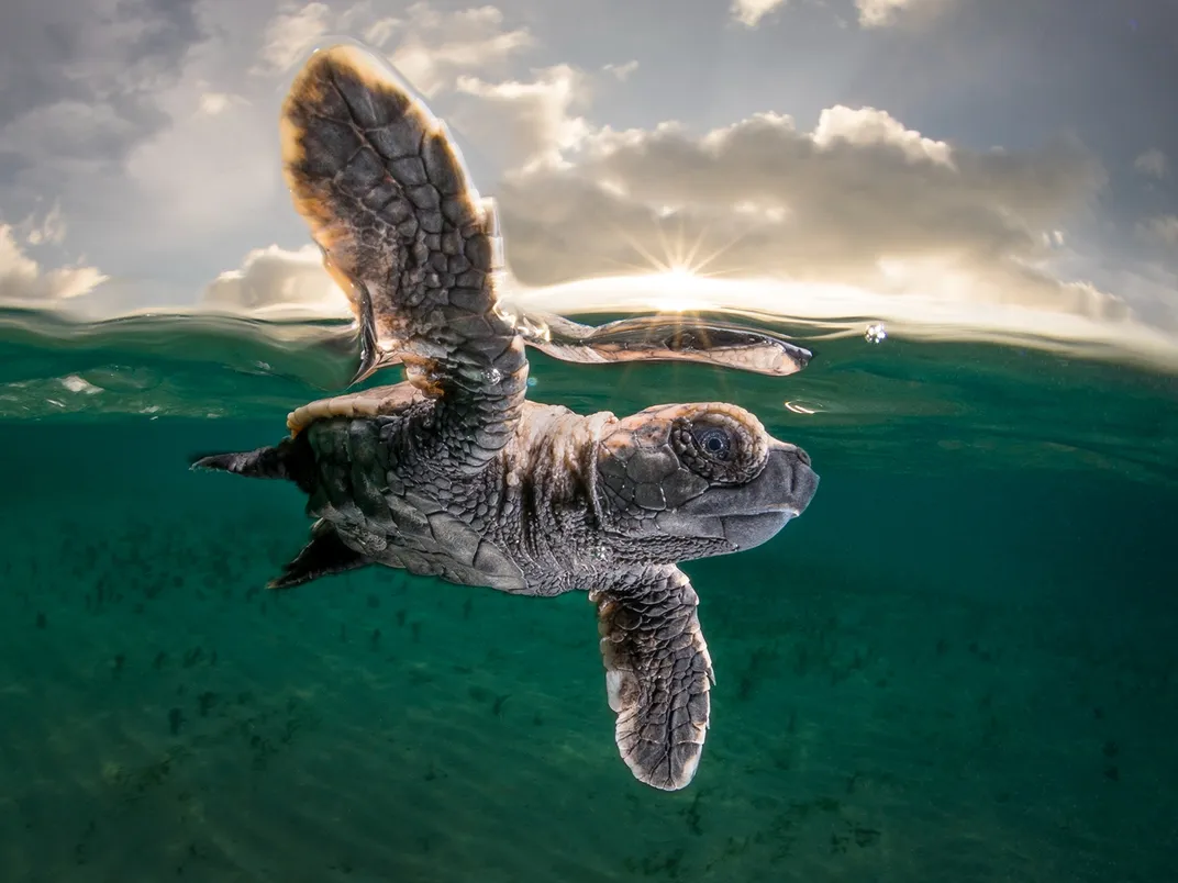 A young hawksbill sea turtle at the ocean surface