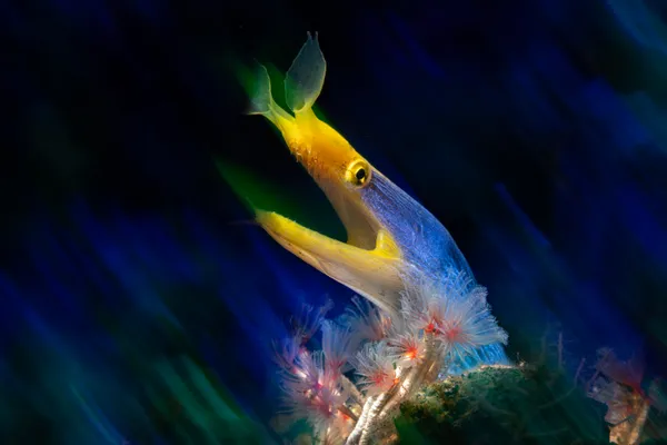 The blue ribbon eel thumbnail