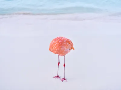 Photographer Miles Astray shot this image of a flamingo scratching itself with its beak on a beach in Aruba.