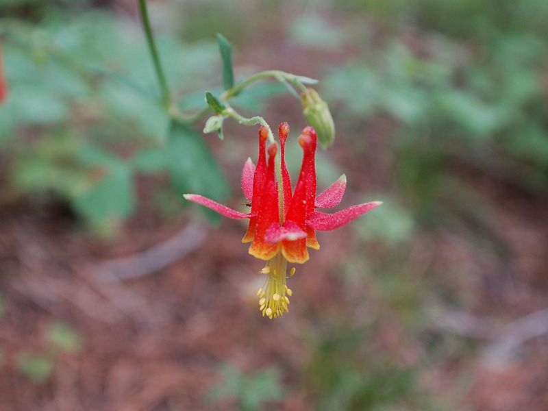 Serpentine Columbine