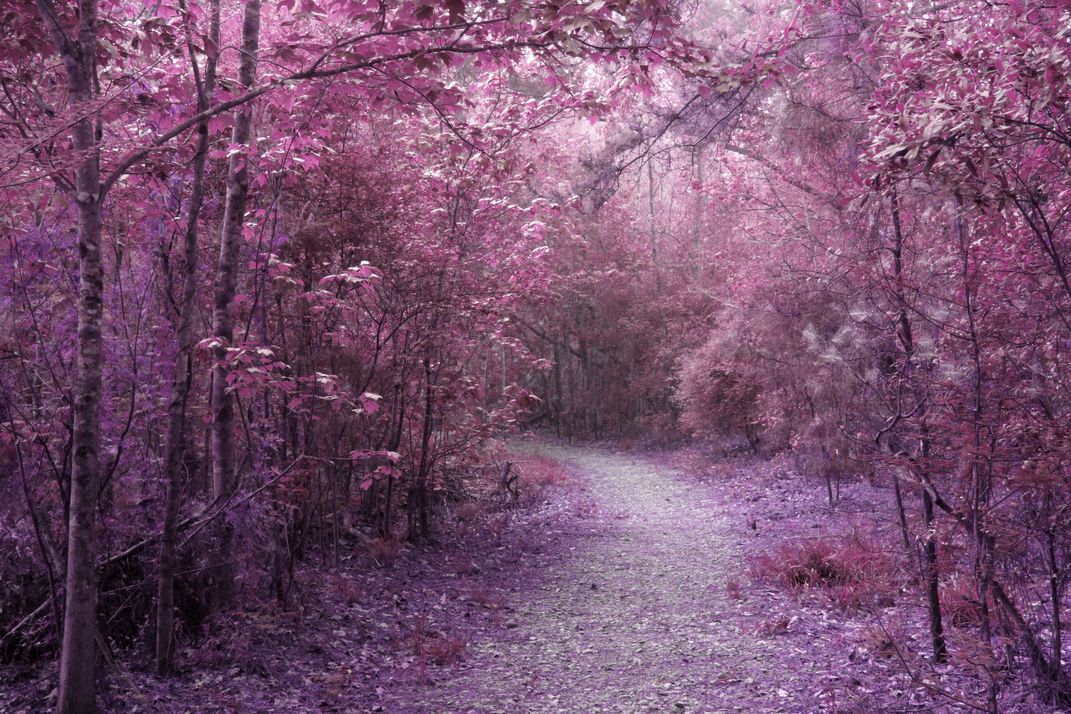 Fairy Forest | Smithsonian Photo Contest | Smithsonian Magazine