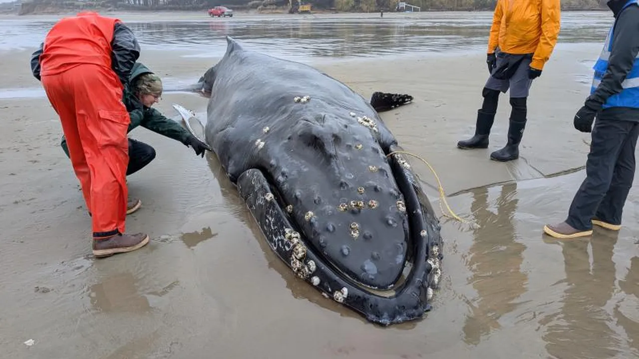 stranded-humpback-or-11-2025-