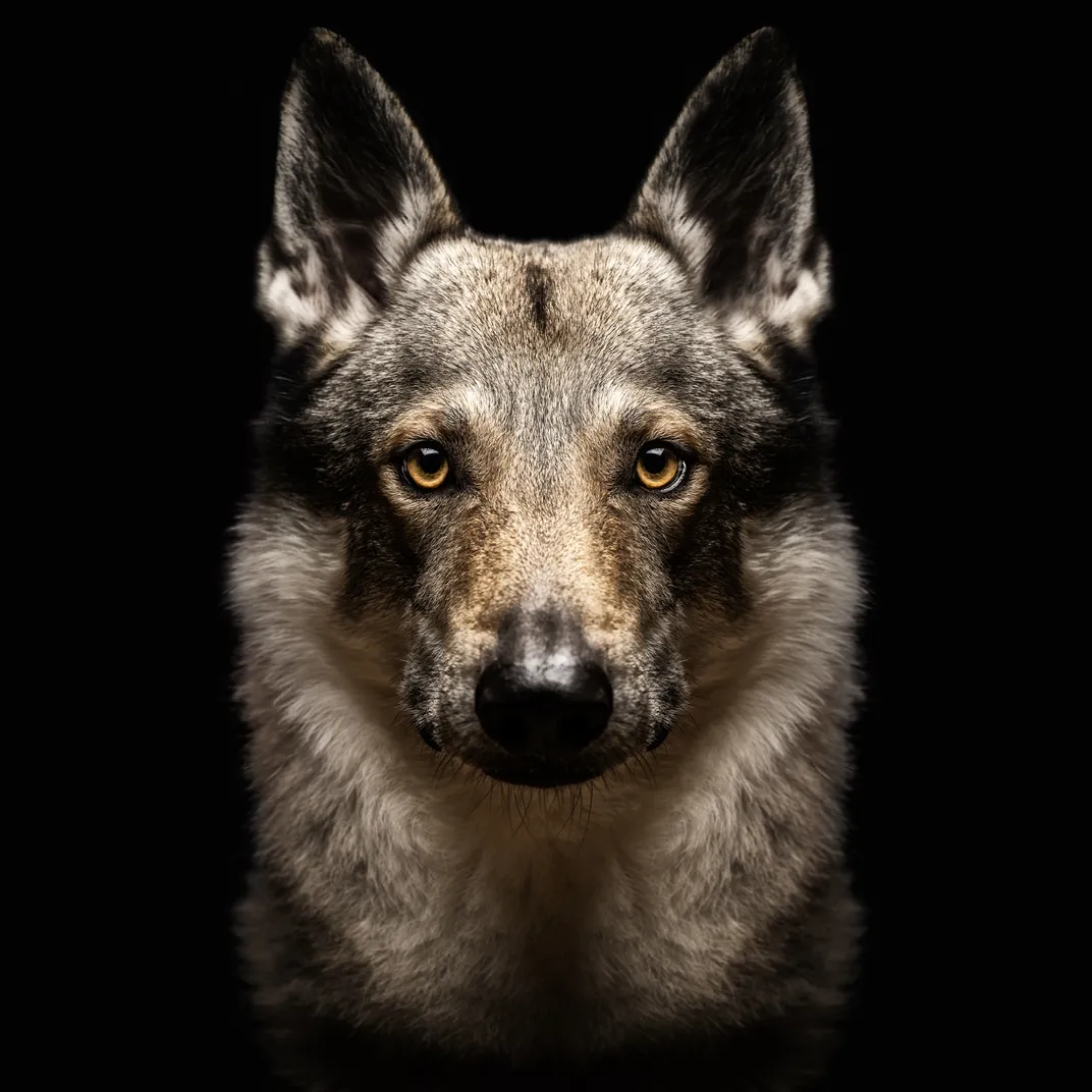 14 - Part German shepherd and Carpathian wolf, Czechoslovakian wolfdogs were originally bred in the 1950s for border patrol.