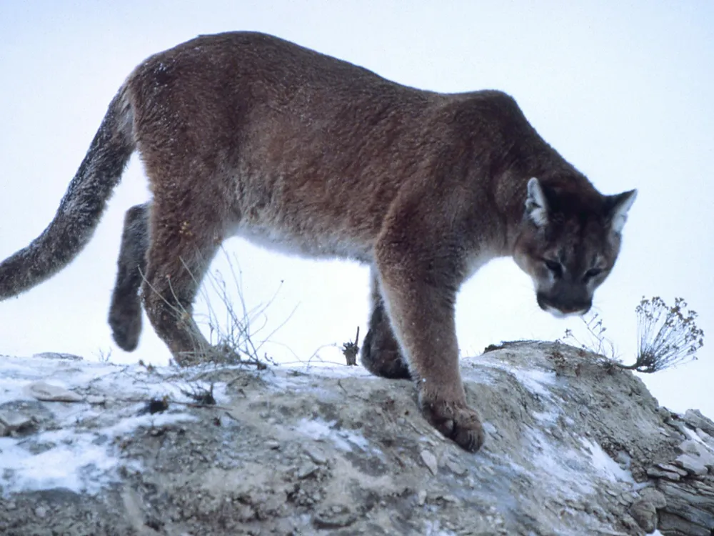 Mountain lion climbing down rock, Yellowstone National Park