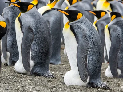 Several grey, white and orange king penguins perch on top of their eggs, which are snuggly sheltered under a flap of their flabby skin between their feet.