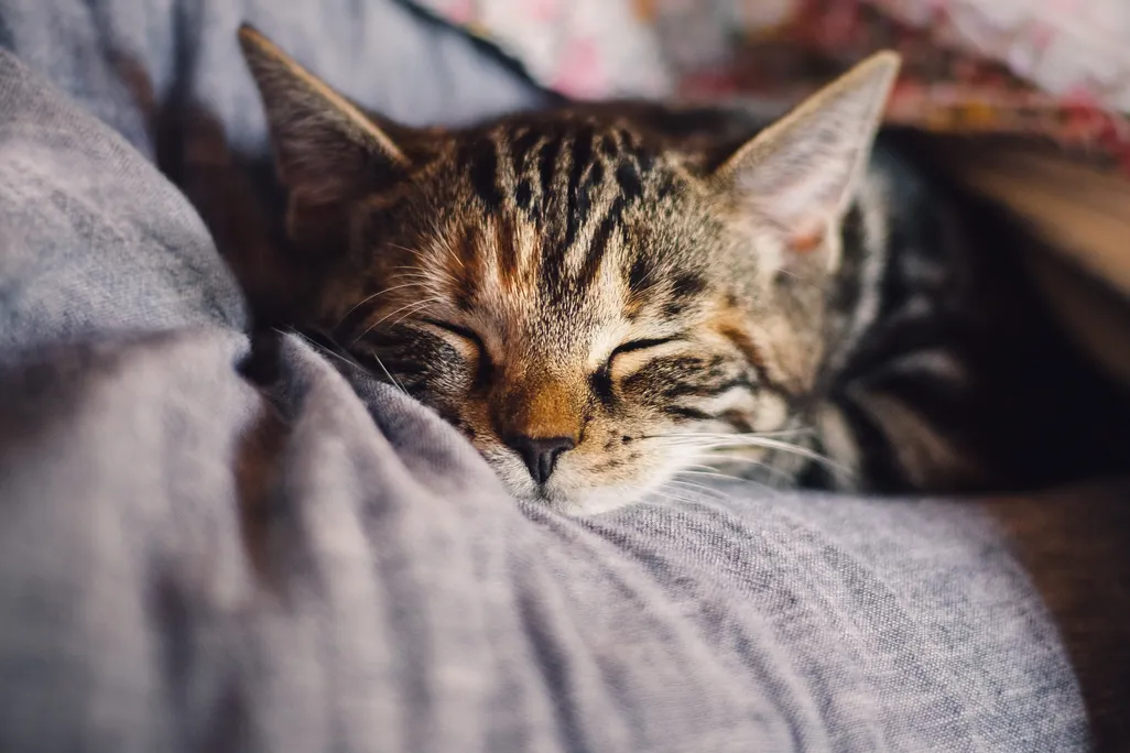 Grey cat looking contented with eyes closed