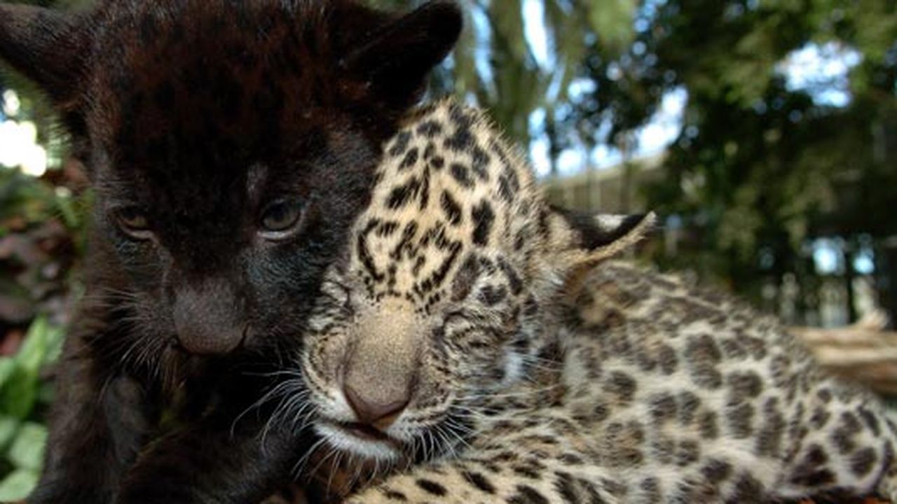 スピネギロッド　BLACK JAGUAR ORIGIN Oaxaca Black Pottery Jaguar Figurine Barro Negro Black Jaguar