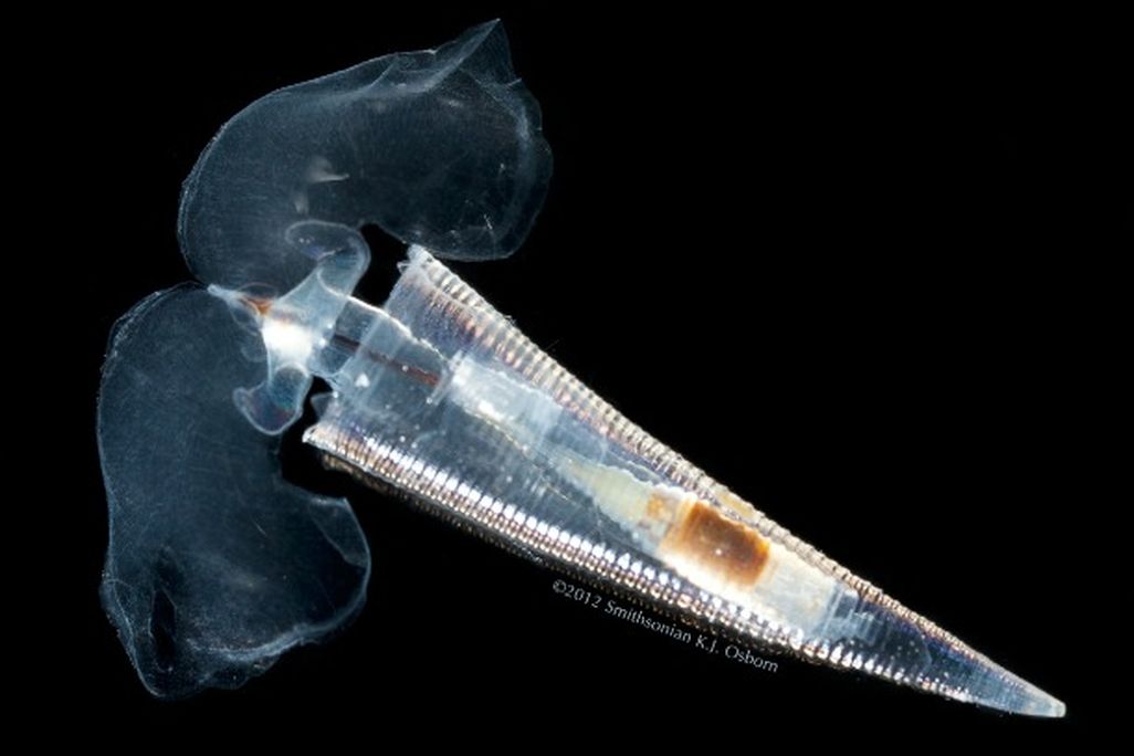Hyalocylis striata