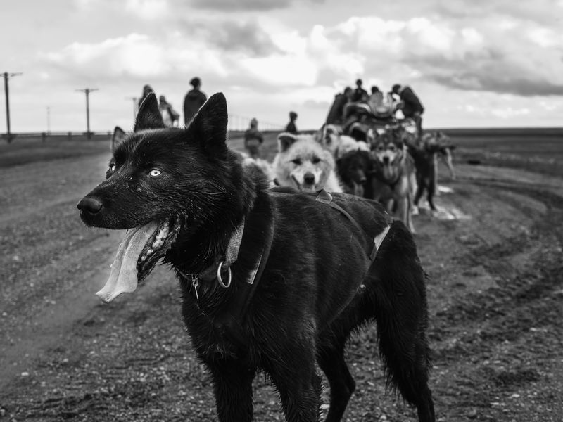 Dog mushing in Barrow, AK Smithsonian Photo Contest Smithsonian