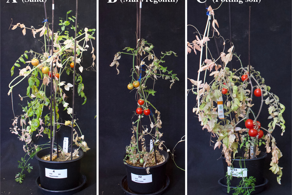 Tomato plants in pots
