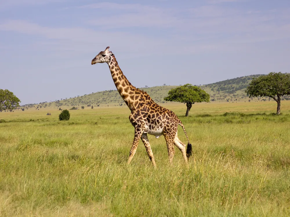 Masai Giraffe