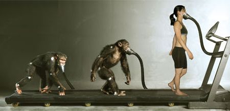 The chimp with the most human-like gait and body type walked upright more efficiently than he knuckle-walkeda finding that study co-author Herman Pontzer calls a snapshot of how this evolution may have taken place. (This composite photograph pays homage to the iconic Evolution of Man.)