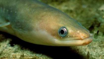 The Utterly Engrossing Search for the Origin of Eels