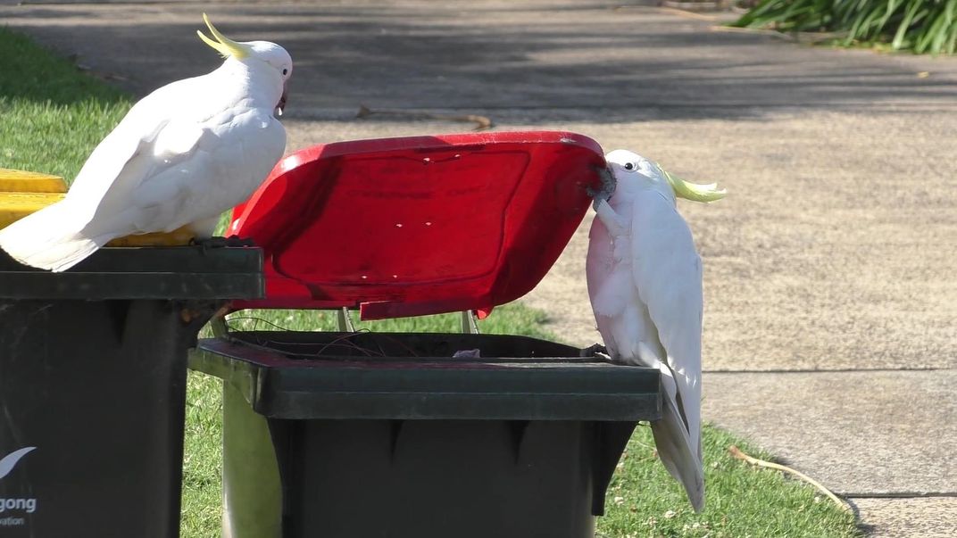 Cockatoo watching