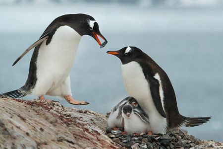 A male Gentoo penguin brings stones to a female with chicks
