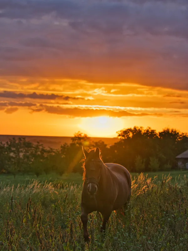 Horse & Sunrise in Arborea Village thumbnail