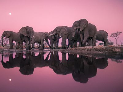 This image,  Elephants at Twilight, Botswana, 1989, writes Lanting, "is my homage to the primeval qualities of southern Africa's wilderness, the grandeur of elephants, and the precious nature of water in a land of thirst."