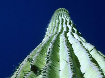 A green ridged cactus towers vertically over the camera with a deep blue sky in the background