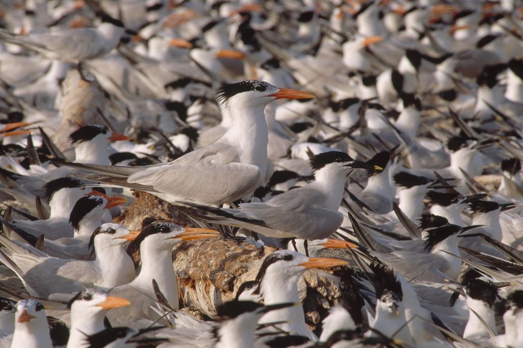 birds