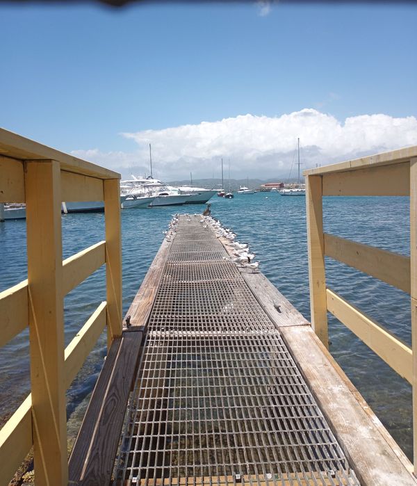 La Guancha seagulls line up along the boat landing. thumbnail