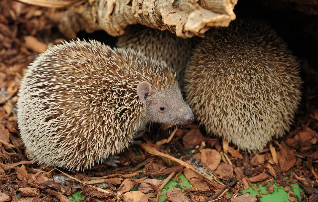 Lesser Hedgehog Tenrec