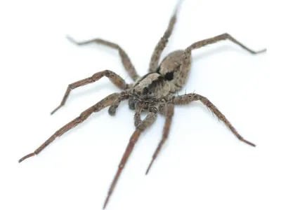 Male wolf spiders vibrate dead leaves to create purring noises and court females. 