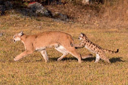 A mountain lion kitten grabs onto its mother’s hind legs. 